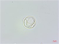 長葉苧麻、柄果苧麻藏品圖，第2張