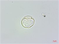 長葉苧麻、柄果苧麻藏品圖，第3張