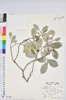 白樹仔藏品圖，第1張