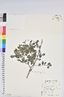 紅仔珠藏品圖，第1張