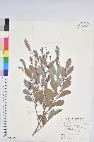 細葉饅頭果藏品圖，第1張