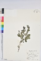 紅仔珠藏品圖，第1張