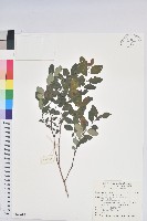 紅仔珠藏品圖，第1張