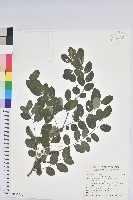 紅仔珠藏品圖，第1張