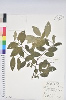 土密樹藏品圖，第1張