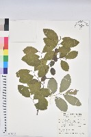 土密樹藏品圖，第1張