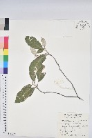 裡白巴豆藏品圖，第1張