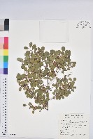 密花白飯樹藏品圖，第1張