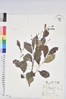 細葉饅頭果藏品圖，第1張