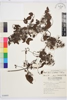 大肚山威靈仙藏品圖，第1張