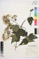 串鼻龍藏品圖，第1張