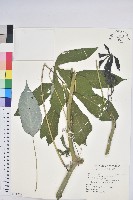 樹薯、木薯藏品圖，第1張
