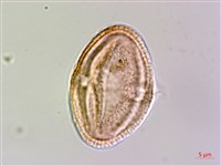 繩黃麻藏品圖，第1張