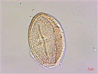 繩黃麻藏品圖，第3張