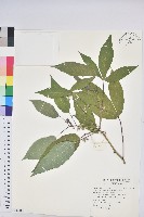 樹薯、木薯藏品圖，第1張