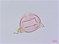 大本炮仔草、假酸漿、冰粉藏品圖，第2張