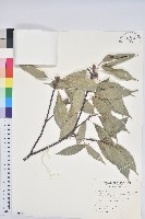 青剛櫟、鐵椆藏品圖，第1張