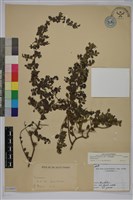 小葉黃鱔藤藏品圖，第1張