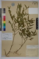 細葉金午時花藏品圖，第1張