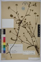 地膽草、毛蓮菜藏品圖，第1張