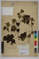 漢氏山葡萄藏品圖，第1張