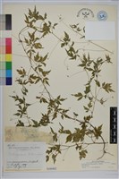 倒地鈴藏品圖，第1張