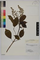 山埔姜藏品圖，第1張