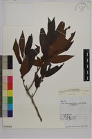 軟毛柿藏品圖，第1張