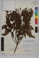 粗糠柴藏品圖，第1張