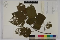 扛香藤藏品圖，第1張