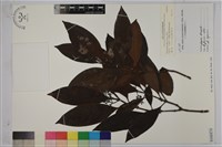 九節木、牛屎烏、青龍吐霧藏品圖，第1張