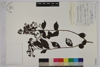 九芎藏品圖，第1張