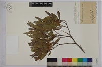 車桑子藏品圖，第1張