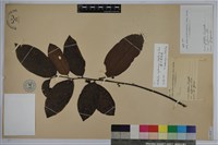 錫蘭饅頭果，香港饅頭果，大葉饅頭果，香港算盤子藏品圖，第1張