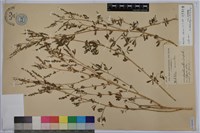 印度草木樨、野苜蓿、朗日巴花藏品圖，第1張