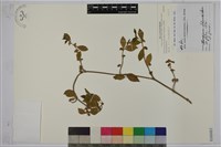 武靴藤藏品圖，第1張