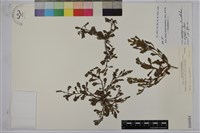 鵝不食草藏品圖，第1張