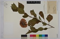 朱槿、赤槿、重瓣朱槿藏品圖，第1張