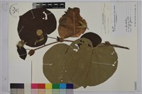 黃槿藏品圖，第1張