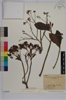 樹杞藏品圖，第1張