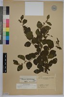 馬甲子藏品圖，第1張