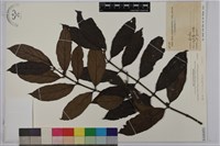 琉球雞屎樹藏品圖，第1張