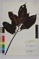 水冬瓜藏品圖，第1張