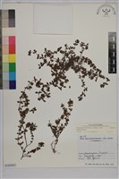 千根草藏品圖，第1張