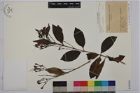 苦林盤藏品圖，第1張