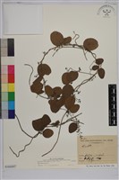 木防己藏品圖，第1張