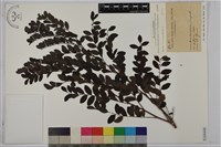 紅仔珠藏品圖，第1張