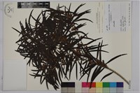 相思樹藏品圖，第1張