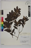 桃金孃藏品圖，第1張