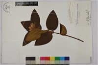 野牡丹藏品圖，第1張